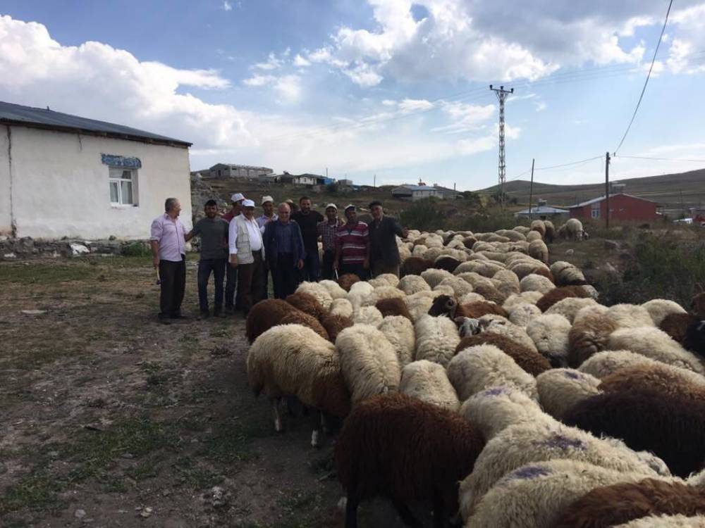Adak ve Kurbanda Her Zaman Uygun Fiyat